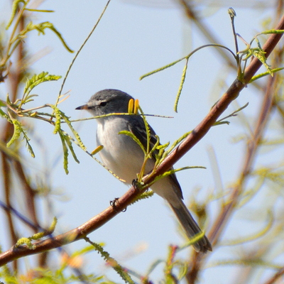 Glacier  Finch